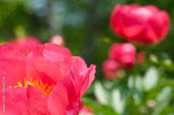 Fototapeta peony blossoms (some out of focus)