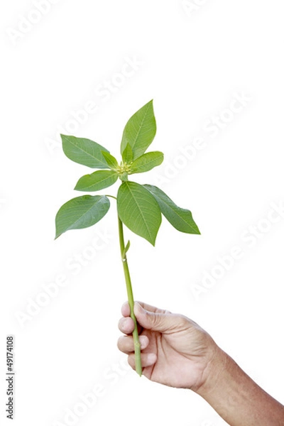 Obraz Hands holding a plant growing on white background