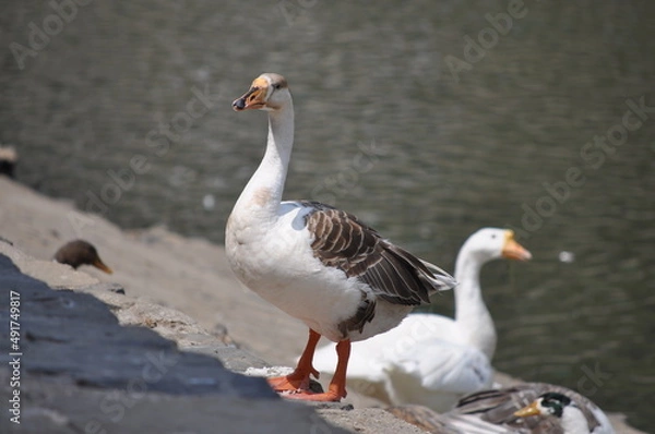 Fototapeta two geese on the beach