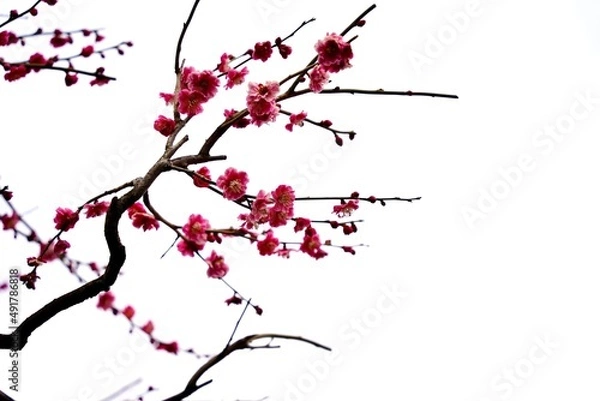 Fototapeta Japanese plum blossoms blooming in spring