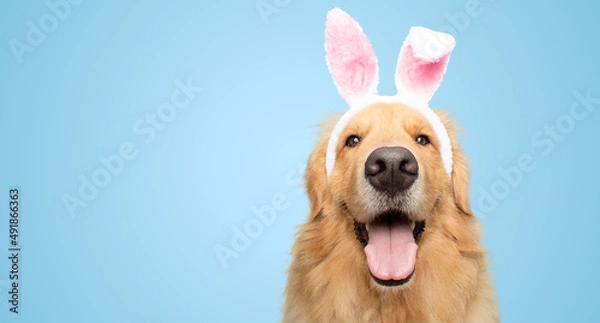 Fototapeta Happy Golden retriever dog bunny dressed ears rabbit easter holiday on blue background isolated