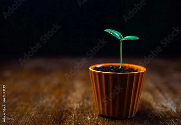 Fototapeta Green sprout in a pot