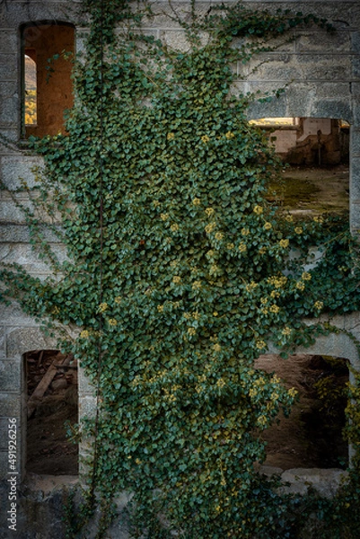 Fototapeta Abandoned creepy building with plants on the facade in Sortelha, Portugal