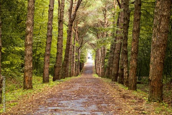 Fototapeta forest road with colorful trees. Autumn colored leaves. Yellow, green and red autumn leaf