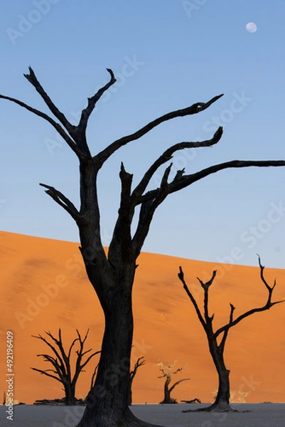 Fototapeta Petrified dead trees silhouette against red dunes in Deadvlei with moon in the sky