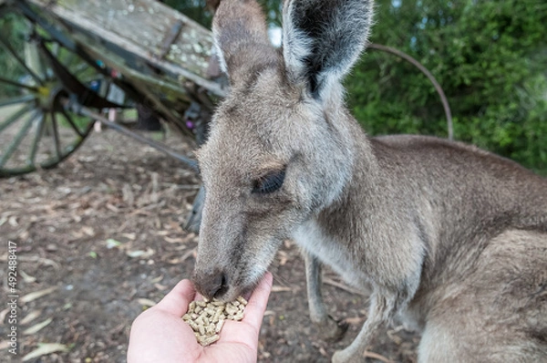 Fototapeta Selfie of feeding kangaroo in the wildlife park, Australia.