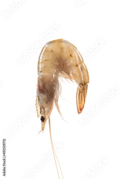 Fototapeta jone fresh raw white shrimps or prawns isolated on white background