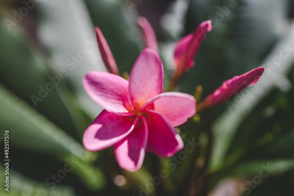 Fototapeta close-up of pink paradise frangipani plant with flowers in sunny backyard