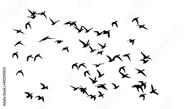 Fototapeta Flying birds. Vector image. White background. 