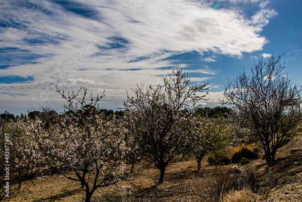 Fototapeta  calm spring landscape with blooming orchard on a warm sunny day