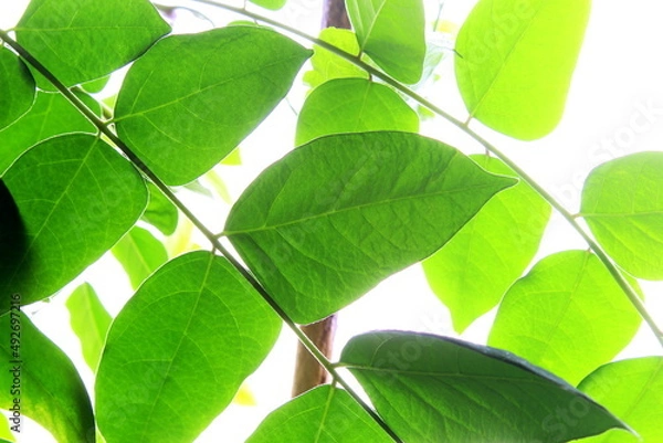 Fototapeta starfruit green leaf texture isolated nature background