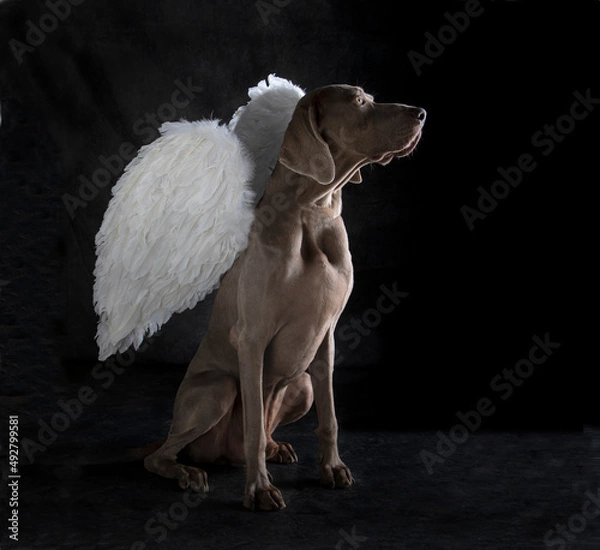 Fototapeta Weimaraner with white angel wings