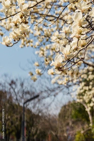 Fototapeta Close view of the white blooming Magnolia flowers during spring time.