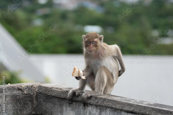 Fototapeta japanese macaque sitting on the stone