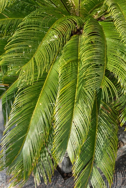 Fototapeta Green trees in the resort park.