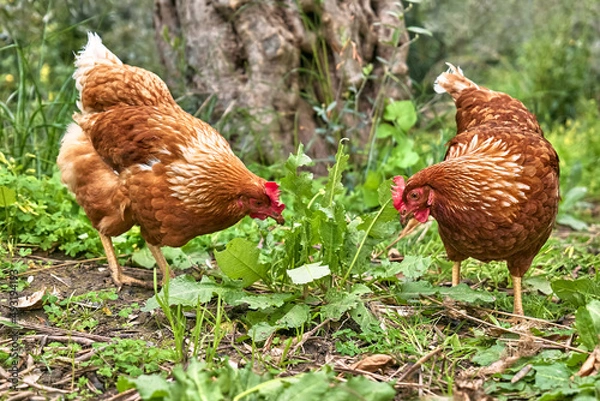 Fototapeta Free-grazing domestic hens on a traditional free range poultry organic farm. Adult chickens walking on the green grass.