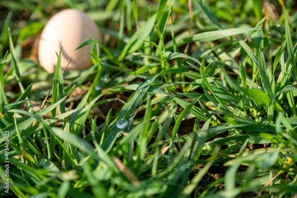 Fototapeta egg in grass