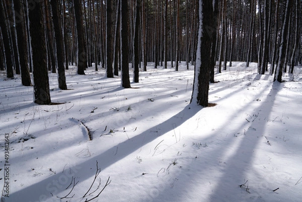 Fototapeta Winter forest, pine trees in the snow from the sun's rays