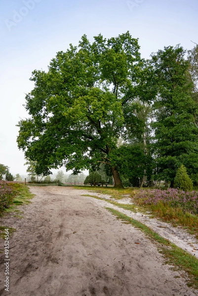 Fototapeta heath landscape in summerwith sunshine