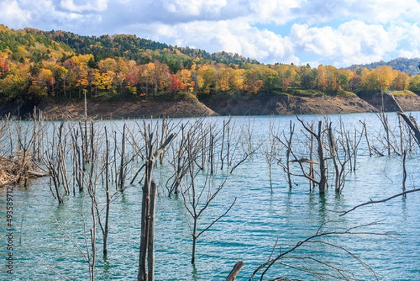 Fototapeta 北海道夕張市、枯れ木が現れる紅葉のシューパロ湖【10月】