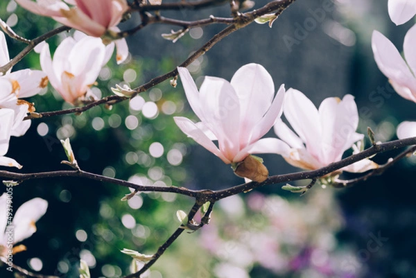 Fototapeta White magnolia flowers beautiful floral background