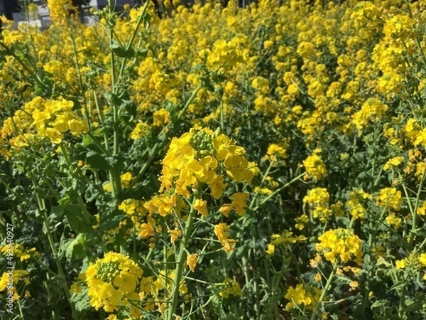 Fototapeta Rape blossoms in the rape field