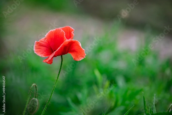 Obraz Red poppy flower on dark green background summer time, spring collection with free space for text