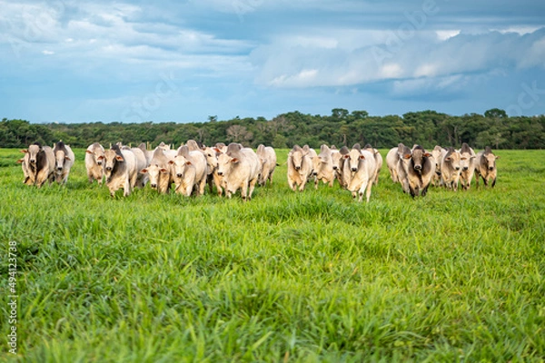 Fototapeta Gado de corte da pecuária brasileira / Cattle grazing in Brazilian livestock