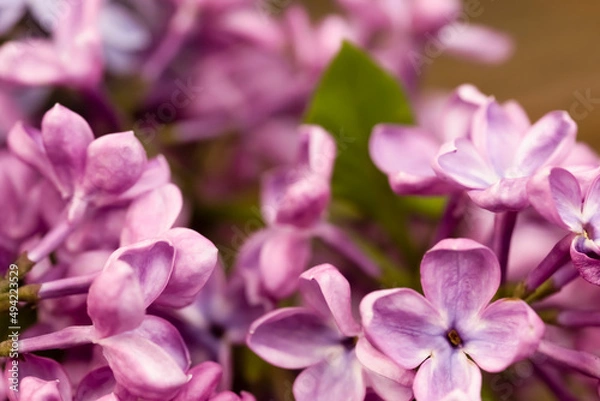 Fototapeta Blurred focus macro photo of a blooming purple lilac with green leaves and space for copy.