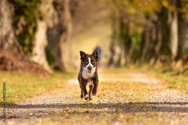 Fototapeta Beautiful Australian Shepherd dog is running through a tree avenue in the forest