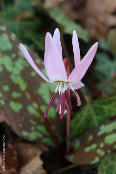 Fototapeta Erythronium dens-canis in bloom. Dogtooth plant with lilac flower in to the forest