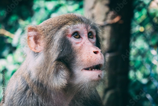 Fototapeta Makaken Affen im Kam Shan Country Park oder auch Monkey Mountain in Hong Kong