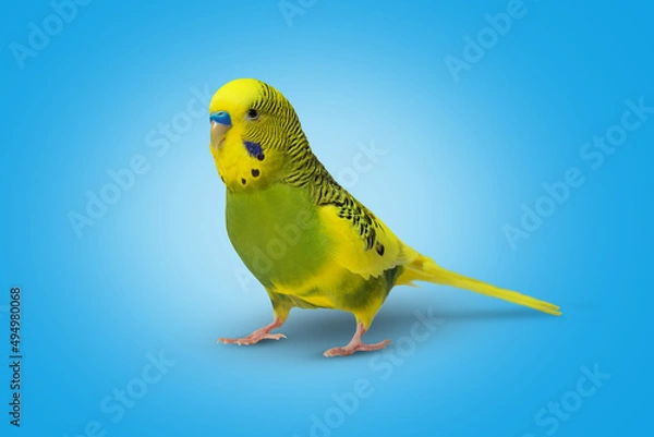 Fototapeta Lime yellow wavy parrot on blue background