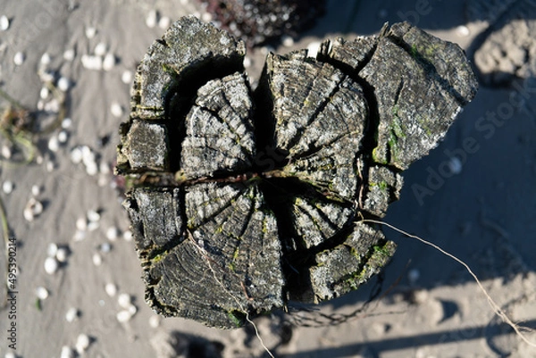 Fototapeta Lahnungen Küstenschutz Wustrow Darsss Fischland Zingst Mecklenburg-Vorpommern