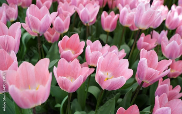 Fototapeta Lovely pink darwin hybrid tulip called 'Light and Dreamy' 