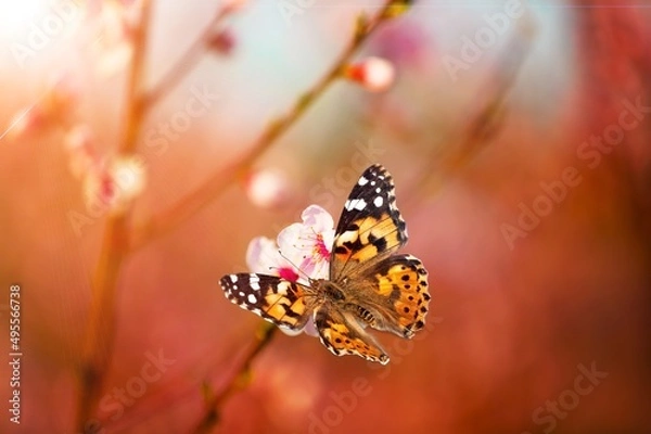 Fototapeta Beautiful butterfly on  nature of monarch on flower on bright sunny day.