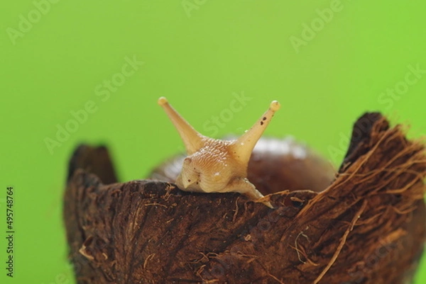 Fototapeta Giant African Snail hiding in a coconut shelter
