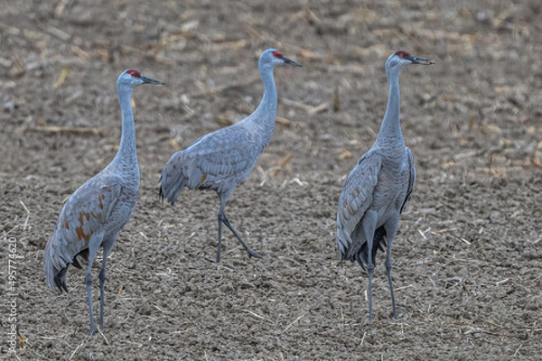 Fototapeta Migrating Sandhill Cranes (Antigone canadensis) Feeding on Fields in Spring