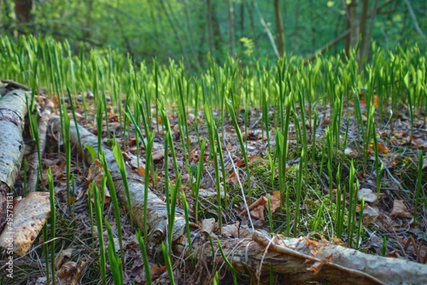 Fototapeta Convallaria majalis in forest: spring, sunny day in forest, north karelian nature.