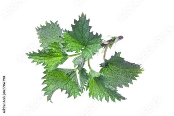 Fototapeta Spring sprouts of nettle isolate on a white background, clipping path, no shadows. Fresh green nettles isolated on white background. The concept of the first spring greens, healthy eating.