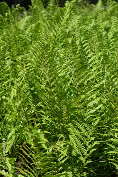 Fototapeta Ostrich fern