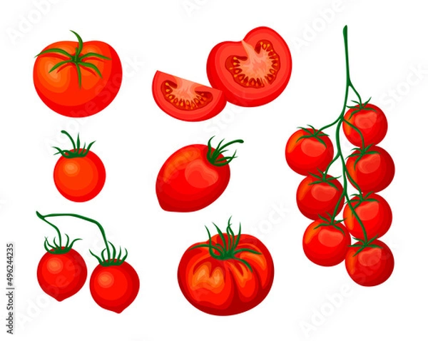 Fototapeta Set of fresh red tomatoes in cartoon style. Vector illustration of vegetables whole and cut, in slices, on large and small crowns on white background.