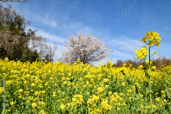 Fototapeta 日本の春の訪れを告げる菜の花と桜