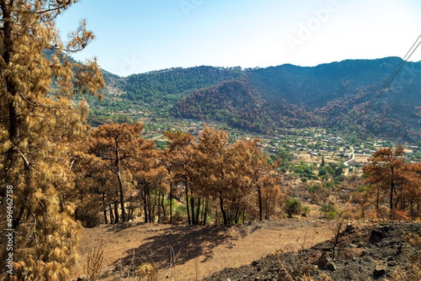 Fototapeta Trees burnt in forest fires of July 2021 in Marmaris resort town of Turkey.