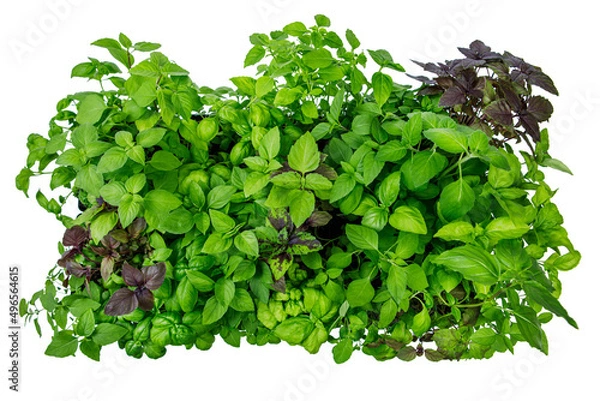 Fototapeta Top view of thirty-two varieties of homegrown, organic basil seedlings isolated on a white background