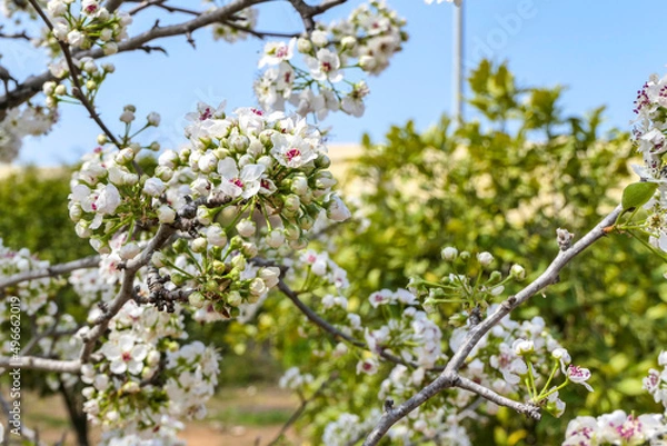 Fototapeta Close-up view of flowering pear branches with white flowers on a blurred background. selective focus