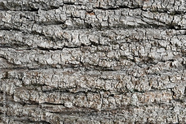 Obraz Tree bark texture close up, natural background