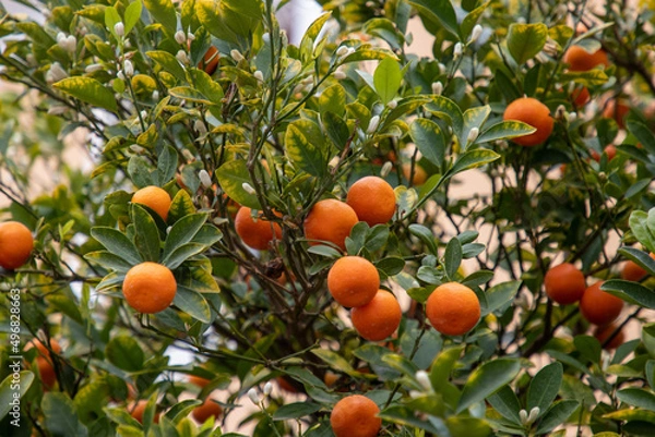 Fototapeta Orange fruits growing on a tree