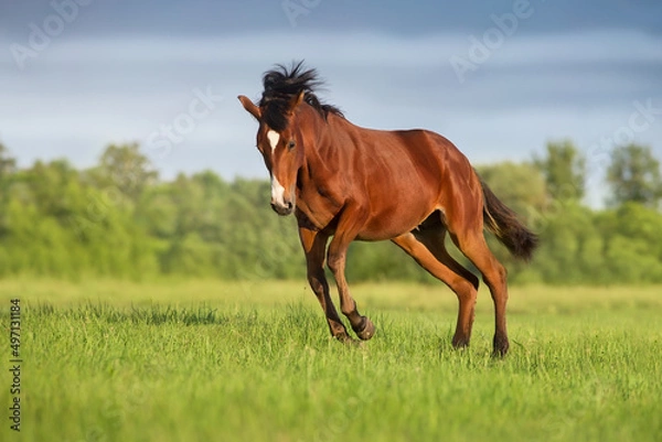 Fototapeta Bay horse free run gallop in meadow