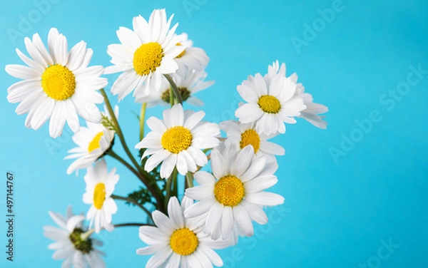 Fototapeta White daisy flowers on the blue background. Daisy flower. Spring background. Present for Mothers Day